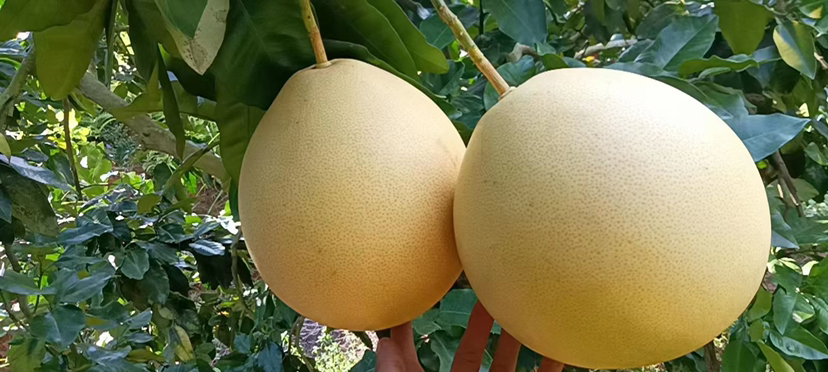 三红柚成熟果实特写,展示果皮、果肉、果膜均呈红色的典型特征 三红柚成熟果实特写