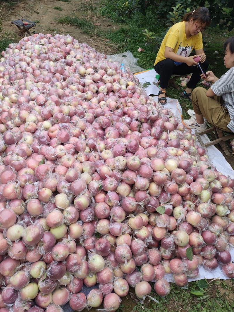 北海道苹果大量上市中，有想法的老板们抓紧时间联系我。