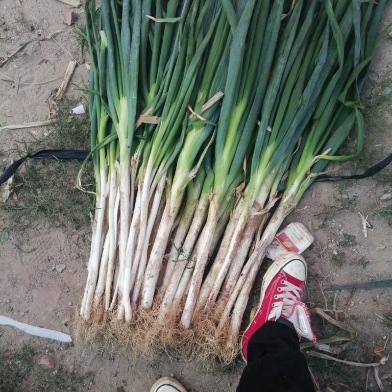 【牛商商家】精品大葱宁夏钢葱大量上市质量保证货源充足