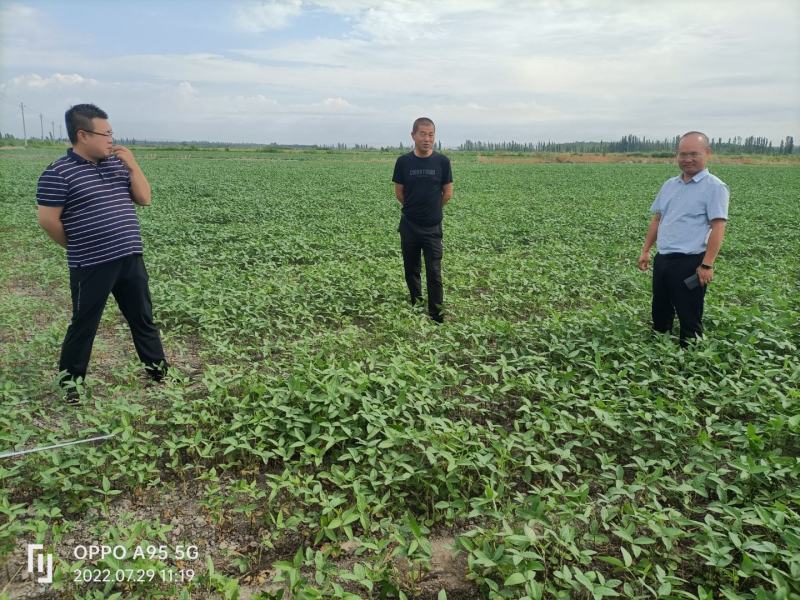 【豆制精品】毛粮大豆新疆伊犁河谷高产大豆