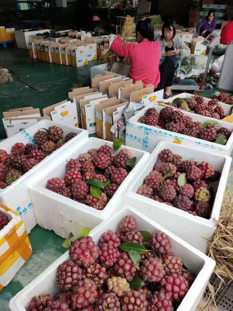黑老虎