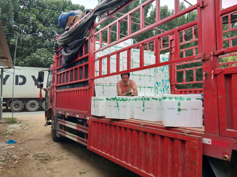 山东莘县黄瓜【市场社区电商商超赶集小车】量大，价低