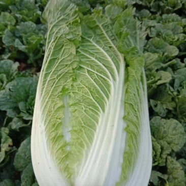 陕西西安玲珑黄大白菜大量供应地头鲜菜