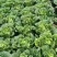 陕西西安玲珑黄大白菜大量供应地头鲜菜