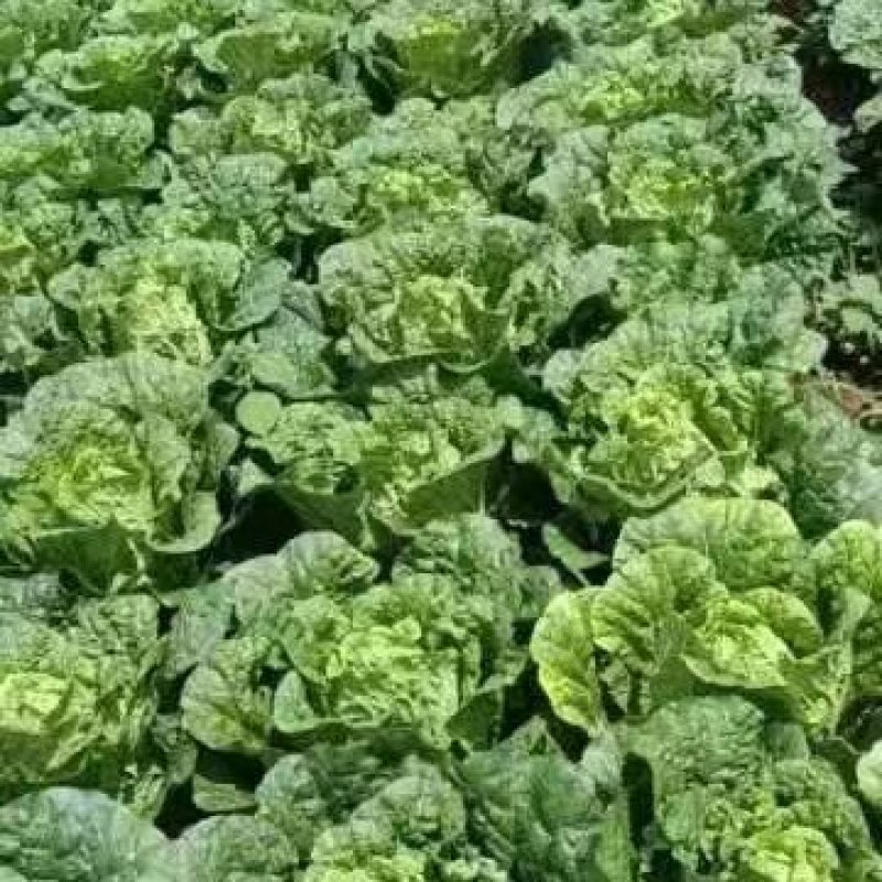陕西西安玲珑黄大白菜大量供应地头鲜菜
