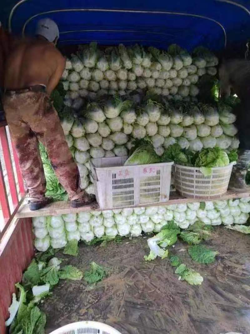 陕西西安玲珑黄大白菜大量供应地头鲜菜
