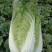 陕西西安玲珑黄大白菜大量供应地头鲜菜