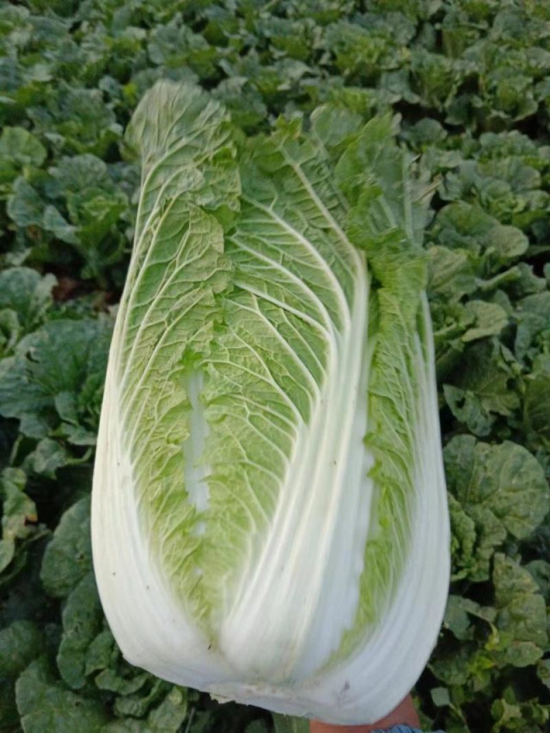 陕西西安玲珑黄大白菜大量供应地头鲜菜