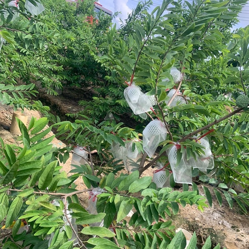 樟林现摘新鲜林檎释迦果