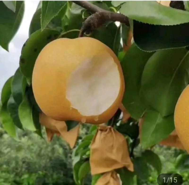 秋月梨