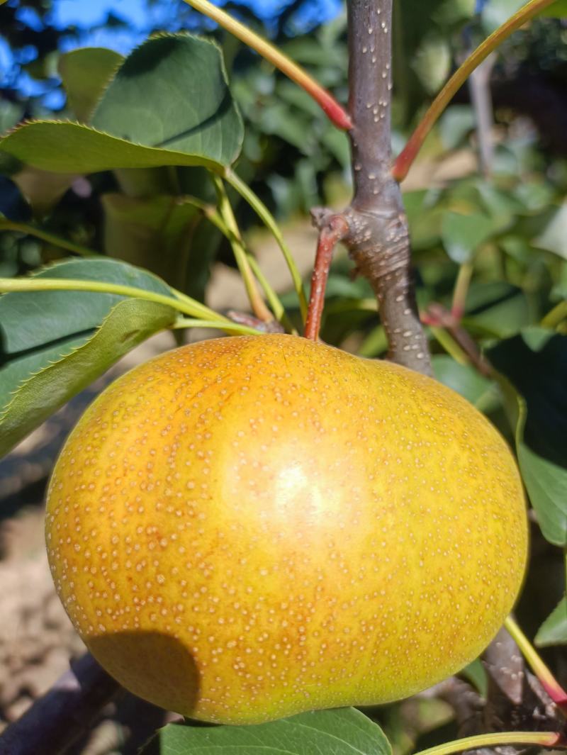 苹果梨大量上市都是细皮的山地一等果