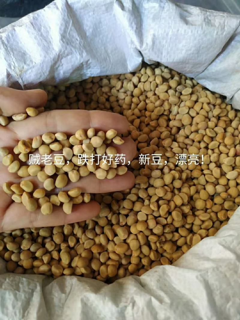 华佗豆，跌打豆，贼佬豆