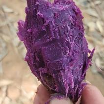 河北精品紫薯产地直发品质保证一手货源量大从优