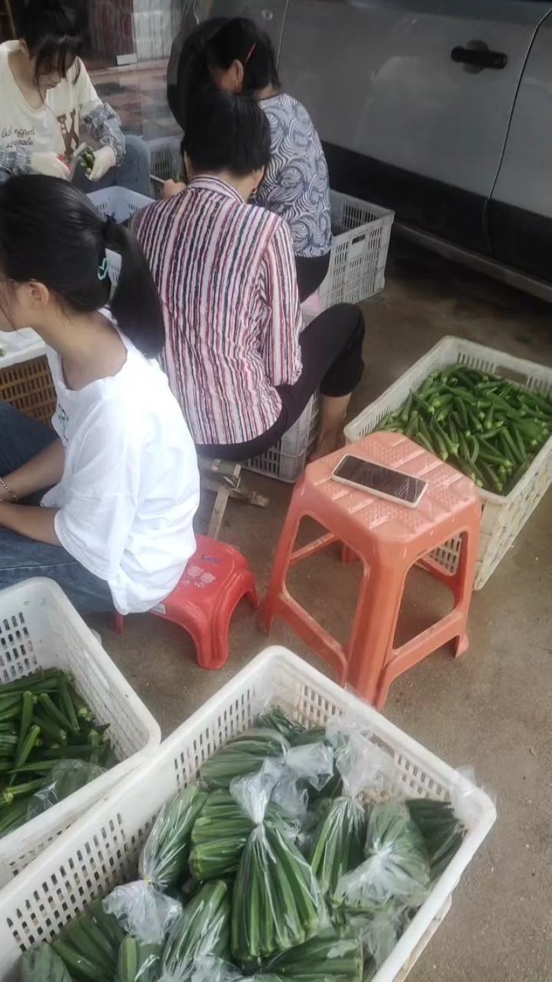 福建漳州，黄秋葵.普通秋葵，可以对接各种平台，超市。