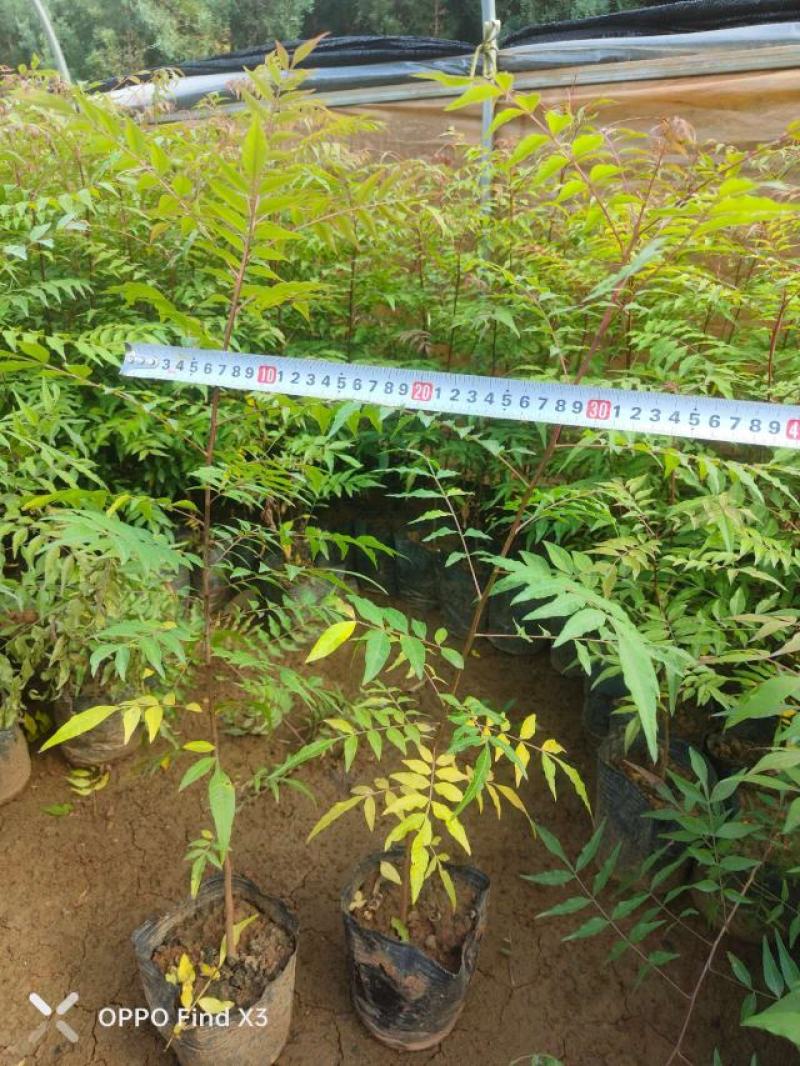 16杯黄莲木。欢迎咨询选购。实地考察。大量供应