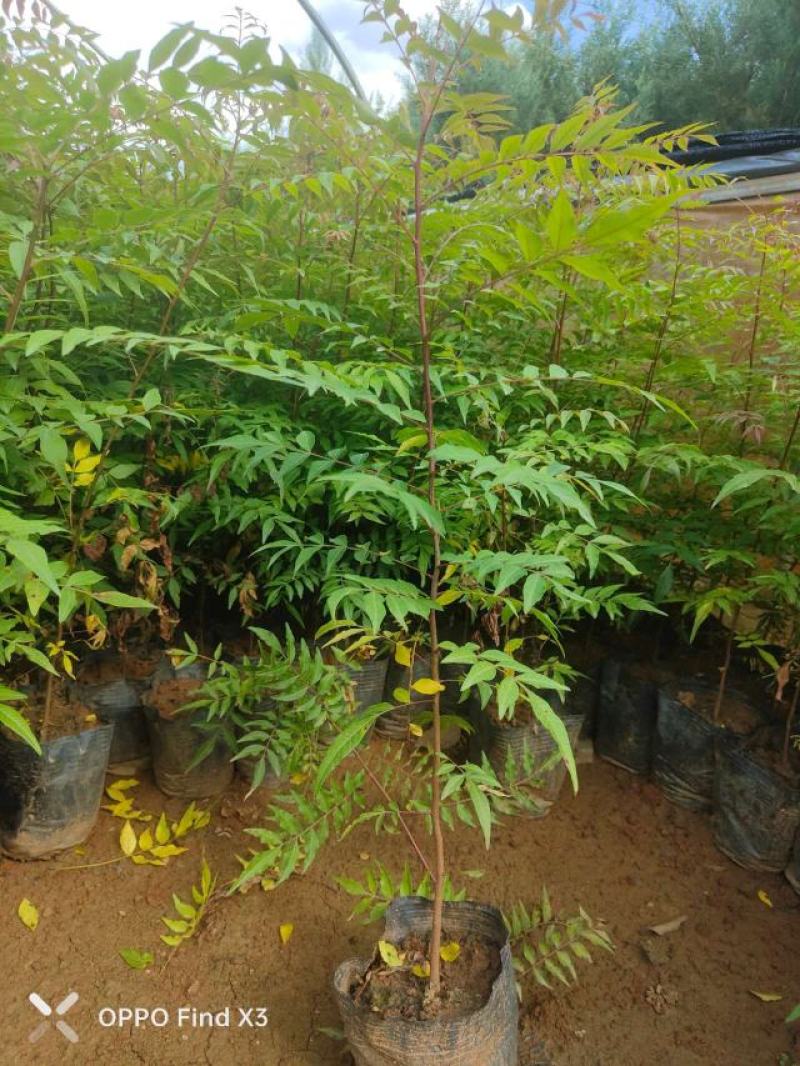 16杯黄莲木。欢迎咨询选购。实地考察。大量供应