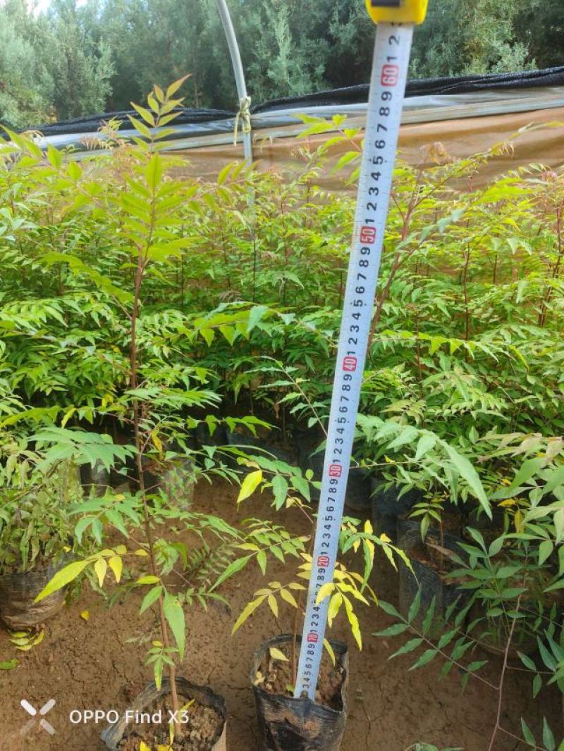 16杯黄莲木。欢迎咨询选购。实地考察。大量供应
