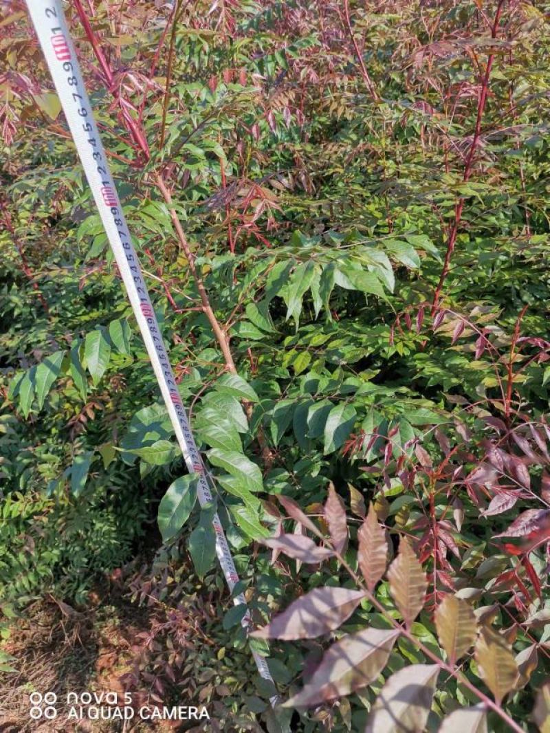 16杯黄莲木。欢迎咨询选购。实地考察。大量供应