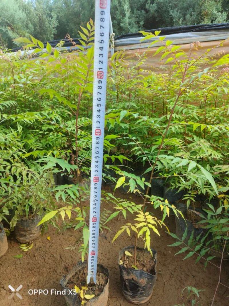 16杯黄莲木。欢迎咨询选购。实地考察。大量供应