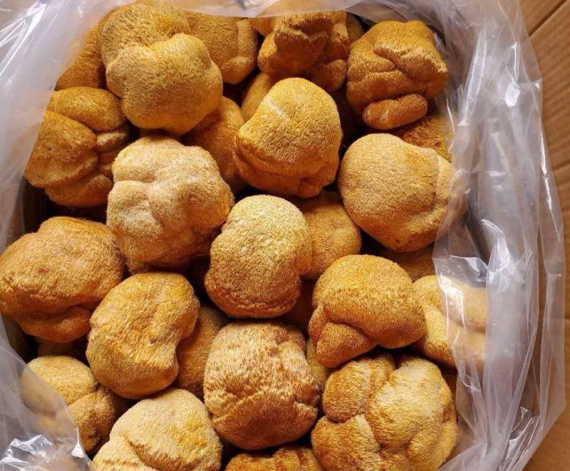 林下仿野生猴头菇，自然环境生长，个个饱满欢迎订购