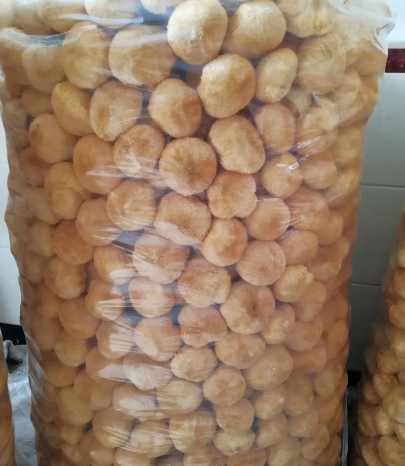 林下仿野生猴头菇，自然环境生长，个个饱满欢迎订购