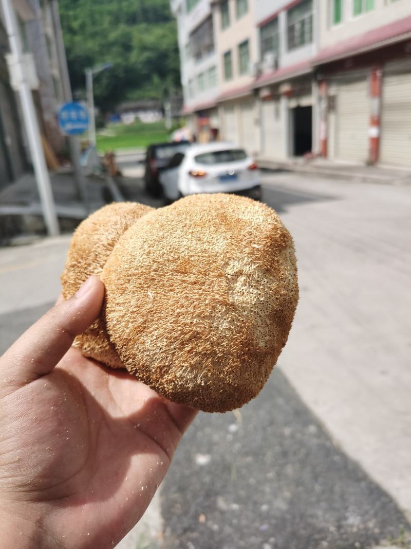 林下仿野生猴头菇，自然环境生长，个个饱满欢迎订购