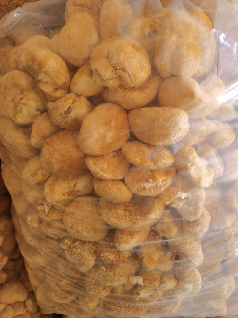 林下仿野生猴头菇，自然环境生长，个个饱满欢迎订购