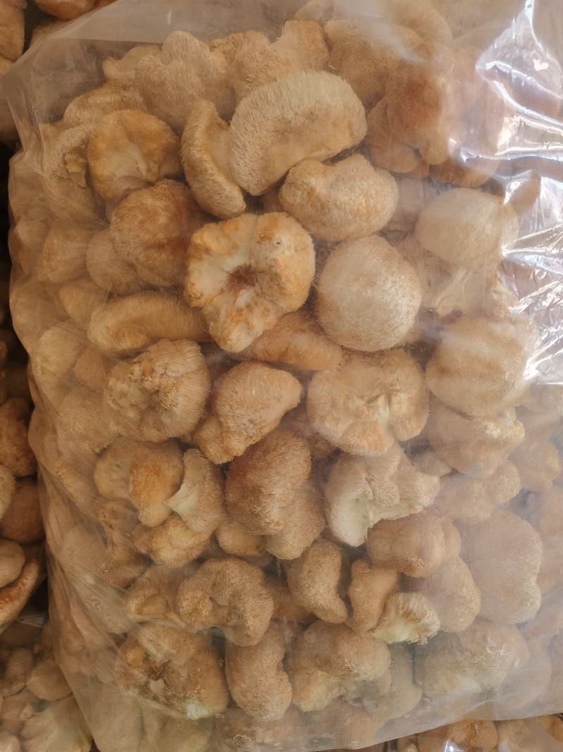 林下仿野生猴头菇，自然环境生长，个个饱满欢迎订购