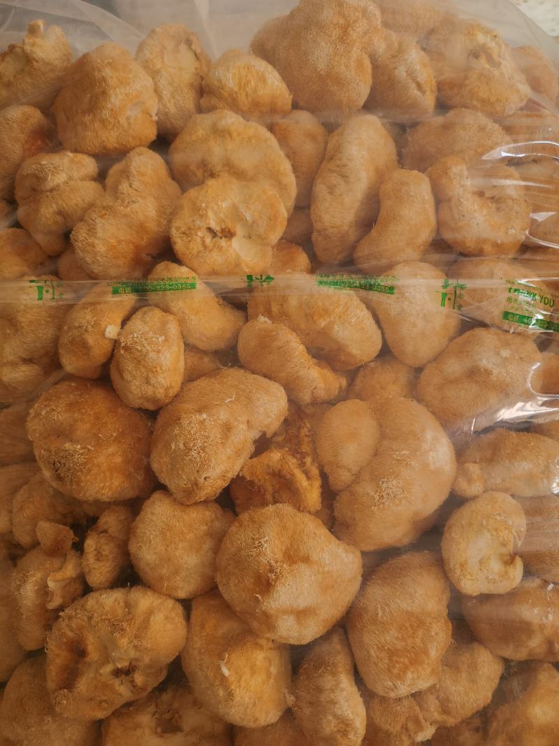 林下仿野生猴头菇，自然环境生长，个个饱满欢迎订购