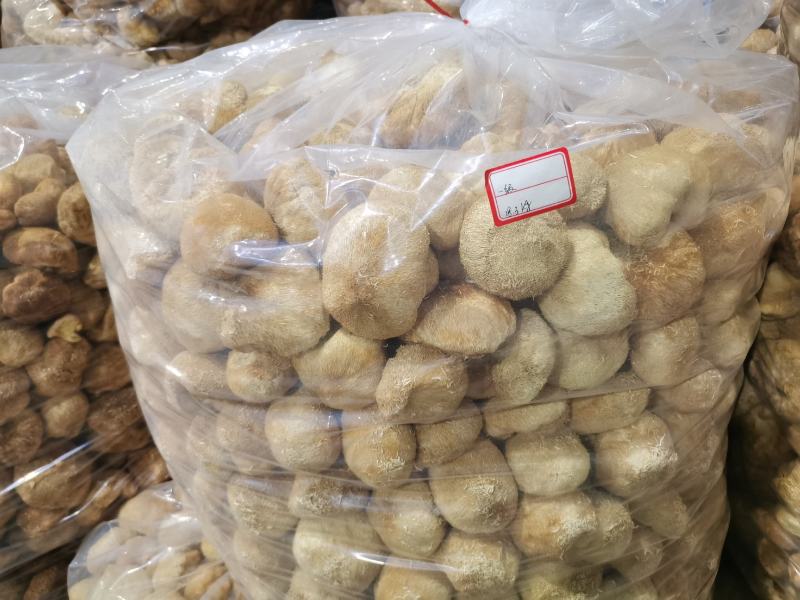 林下仿野生猴头菇，自然环境生长，个个饱满欢迎订购