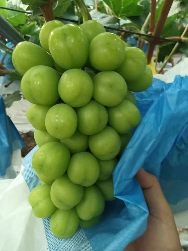 陕西阳光玫瑰/大量供应中/香甜可口/香气扑鼻