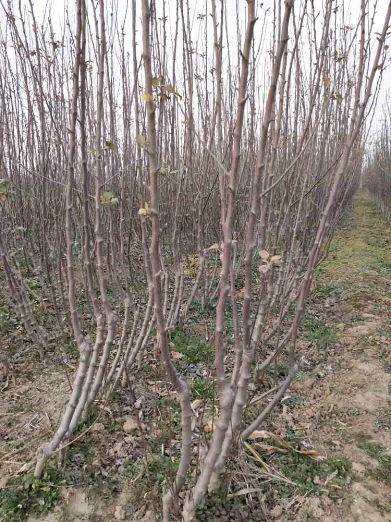 苹果苗实生苗砧木M26,M9T337,G935,自根砧