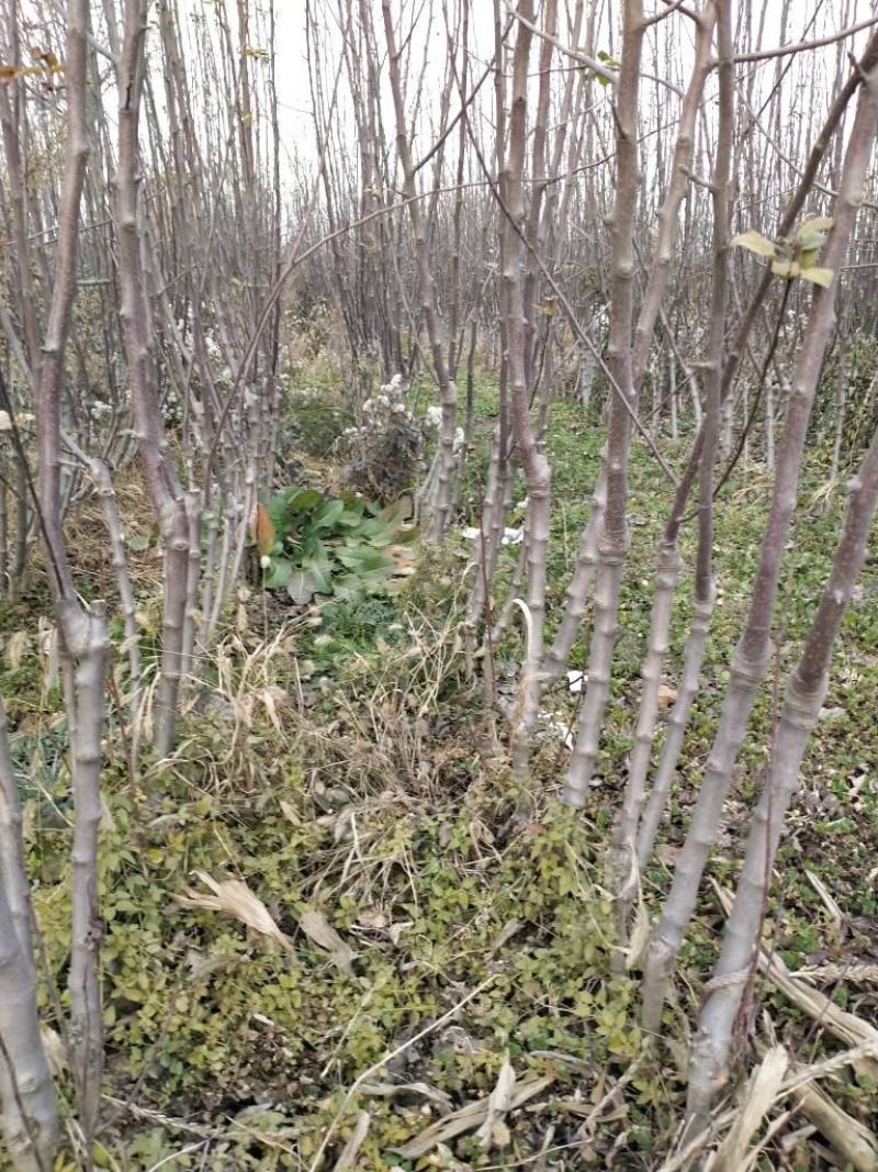 苹果苗实生苗砧木M26,M9T337,G935,自根砧