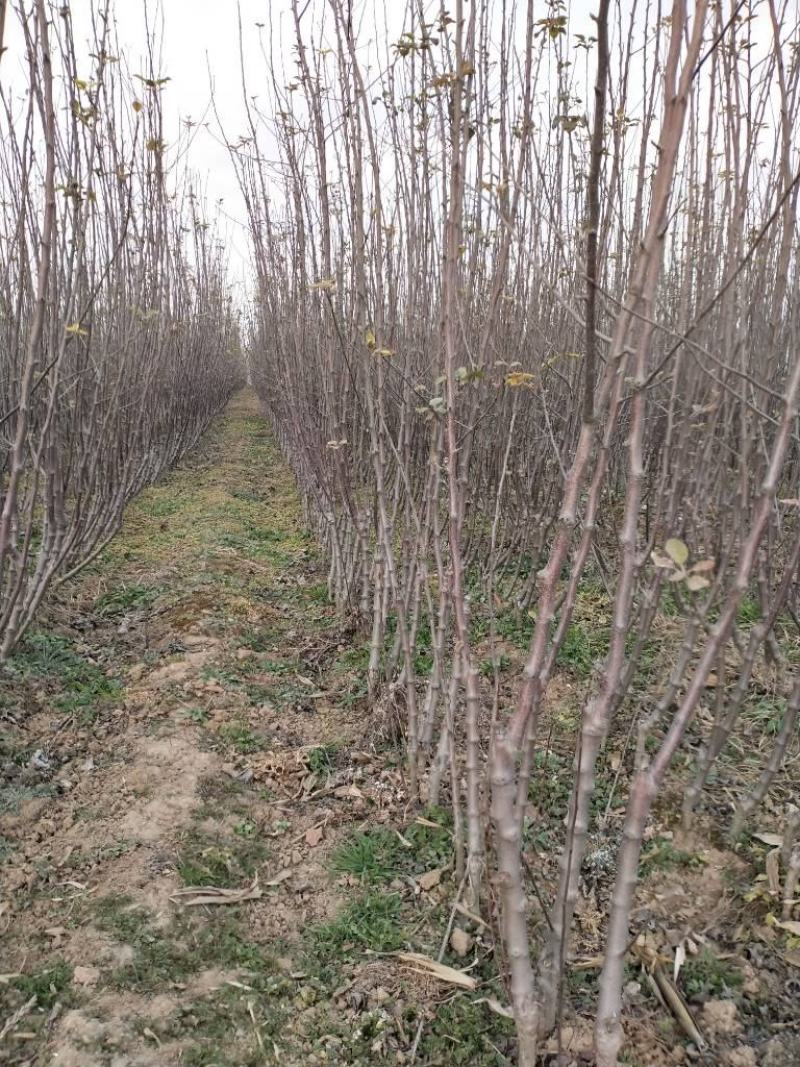 苹果苗实生苗砧木M26,M9T337,G935,自根砧