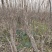 苹果苗实生苗砧木M26,M9T337,G935,自根砧