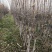 苹果苗实生苗砧木M26,M9T337,G935,自根砧