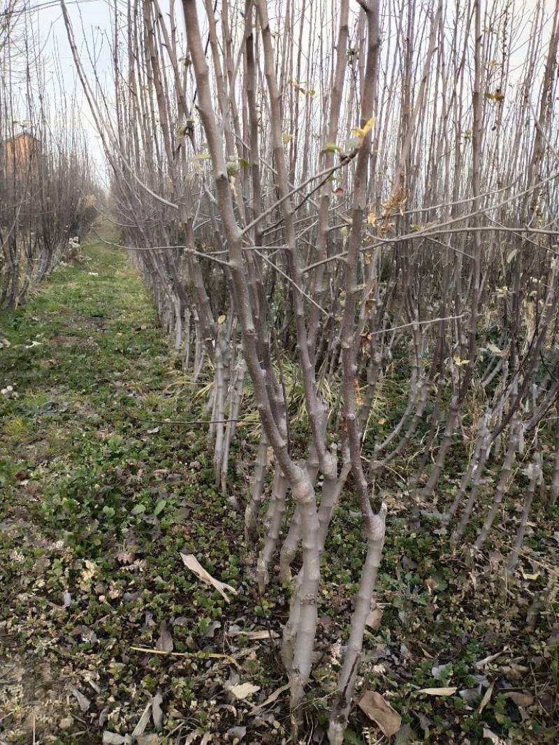 苹果苗实生苗砧木M26,M9T337,G935,自根砧