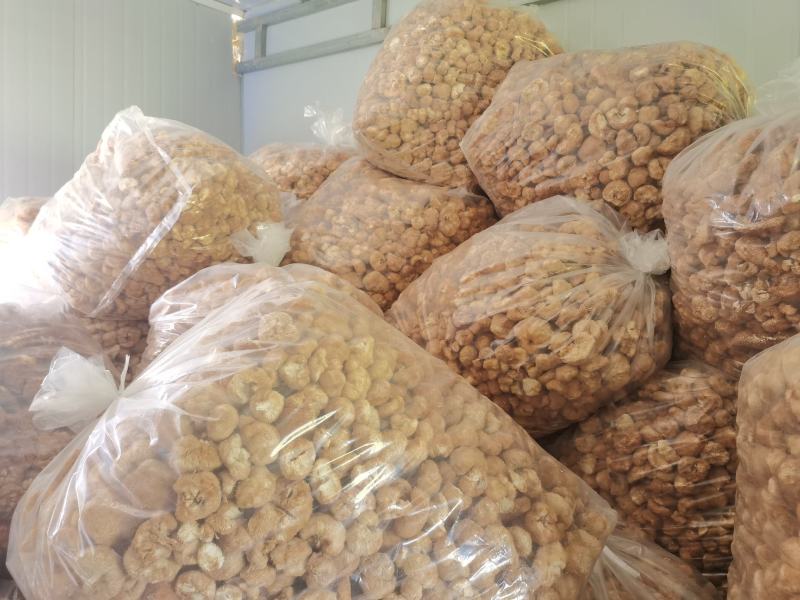 林下仿野生猴头菇，自然环境生长，个个饱满欢迎订购