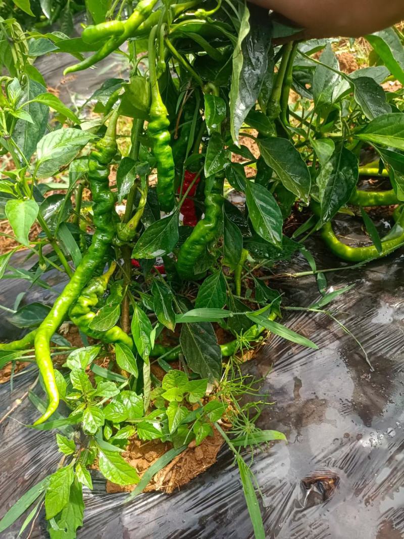 陕西大荔精品，15到20厘米螺线椒，产地直发，货源充足，