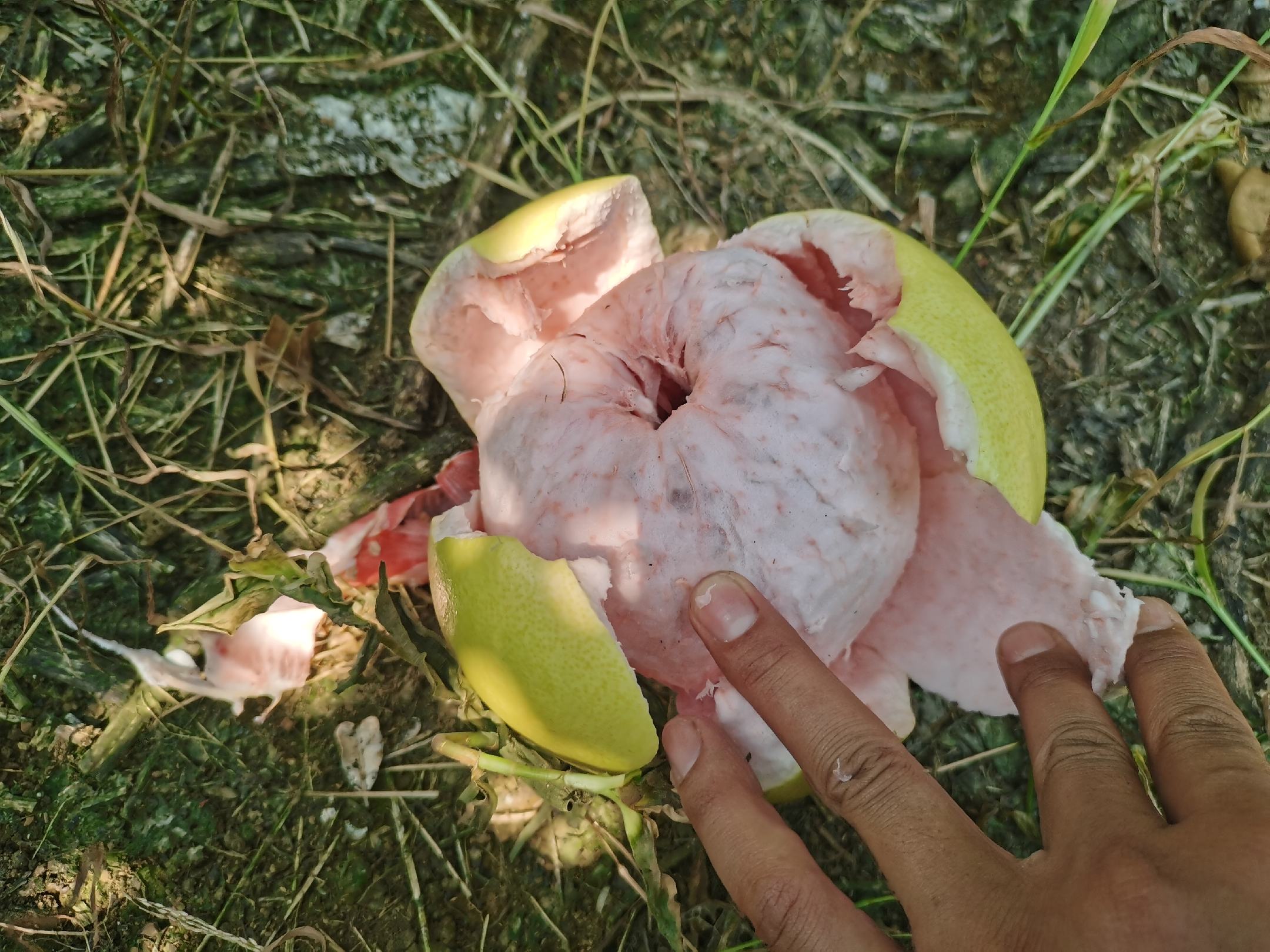 柚子开裂现象展示