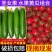 [一件代发]精品圣女果小黄瓜组合脆爽多汁天然现摘基地现发