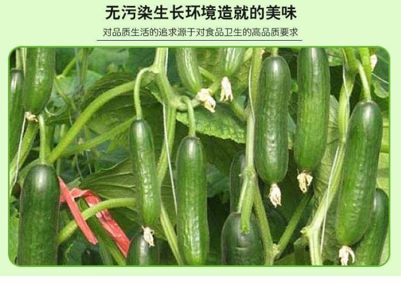 [一件代发]精品圣女果小黄瓜组合脆爽多汁天然现摘基地现发