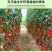 [一件代发]精品圣女果小黄瓜组合脆爽多汁天然现摘基地现发