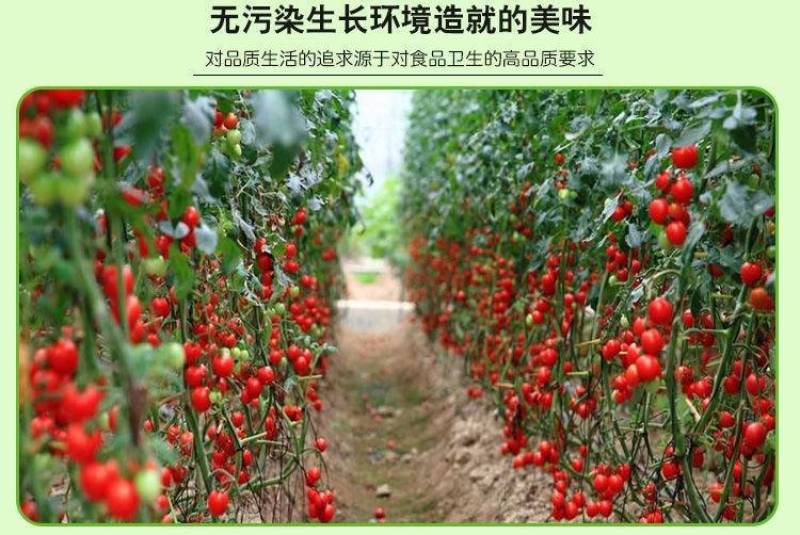 [一件代发]精品圣女果小黄瓜组合脆爽多汁天然现摘基地现发