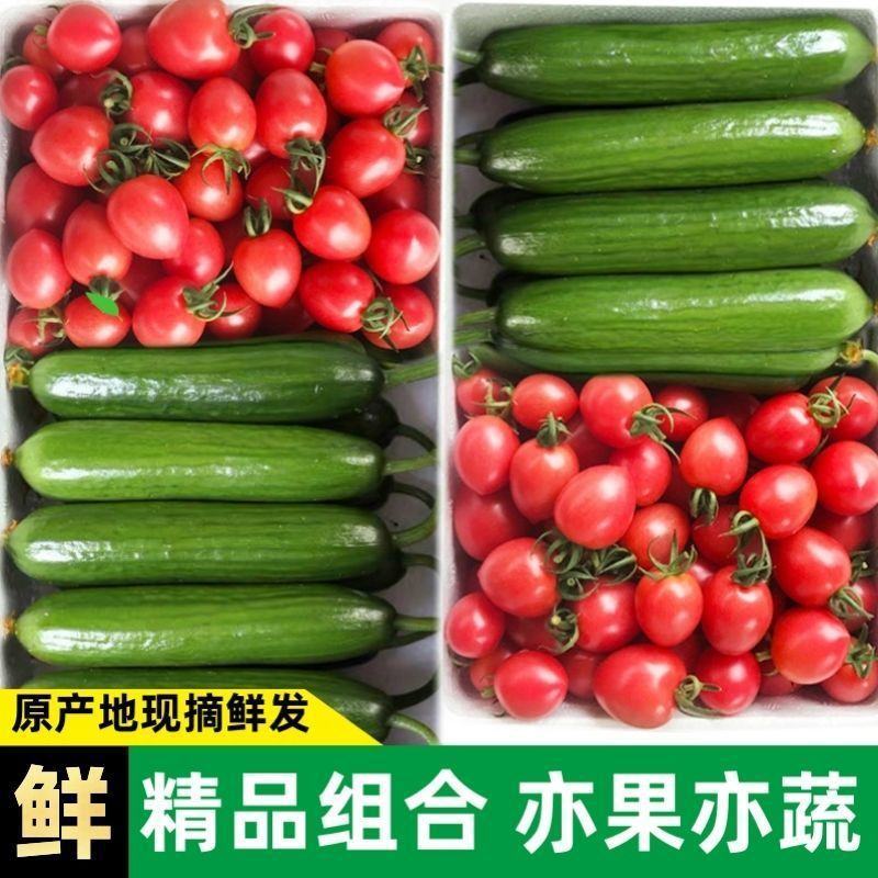 [一件代发]精品圣女果小黄瓜组合脆爽多汁天然现摘基地现发