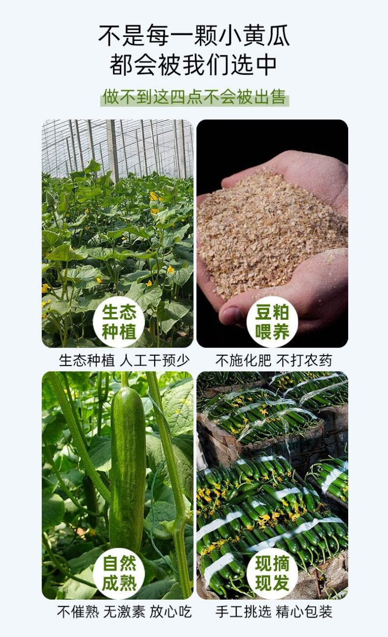 [一件代发]精品圣女果小黄瓜组合脆爽多汁天然现摘基地现发
