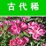 古代稀种子送春花别春花种籽四季播种花种子阳台盆栽易种植物