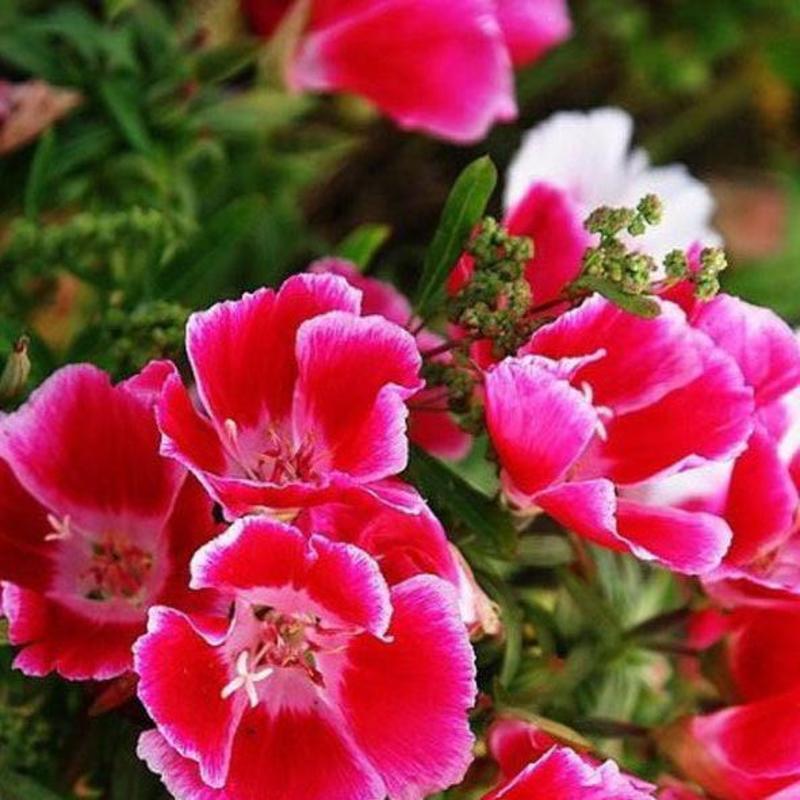 古代稀种子送春花别春花种籽四季播种花种子阳台盆栽易种植物