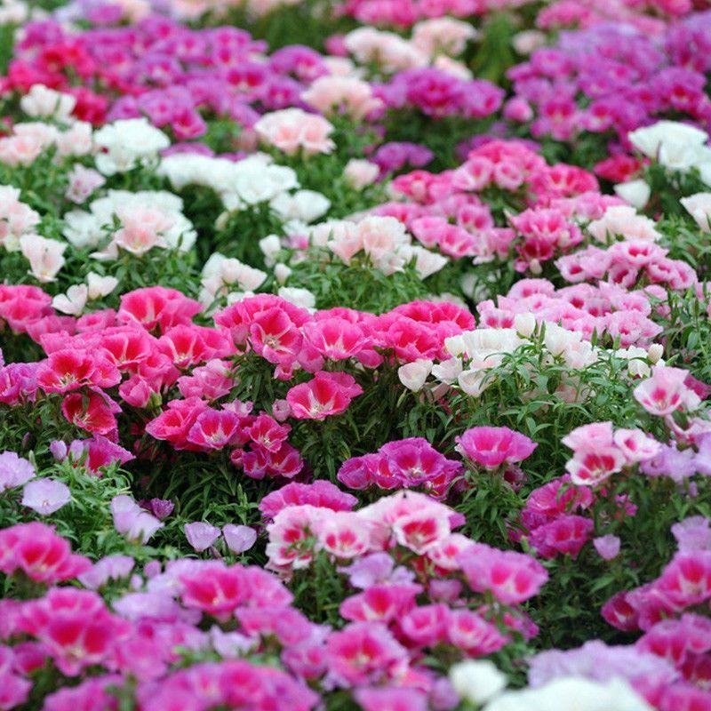 古代稀种子送春花别春花种籽四季播种花种子阳台盆栽易种植物