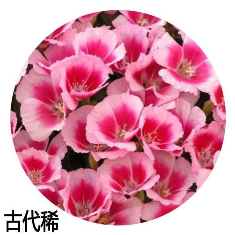古代稀种子送春花别春花种籽四季播种花种子阳台盆栽易种植物